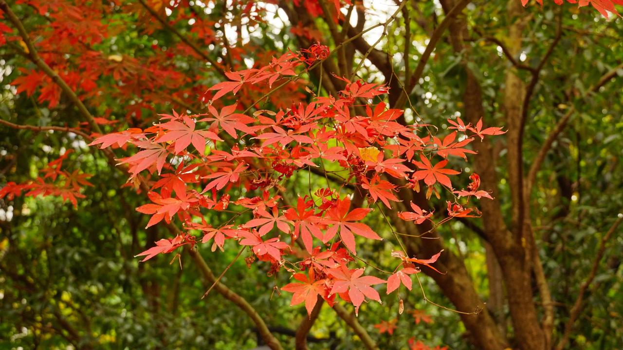 小区内彩林好美[赞][比心][送自己一朵花]