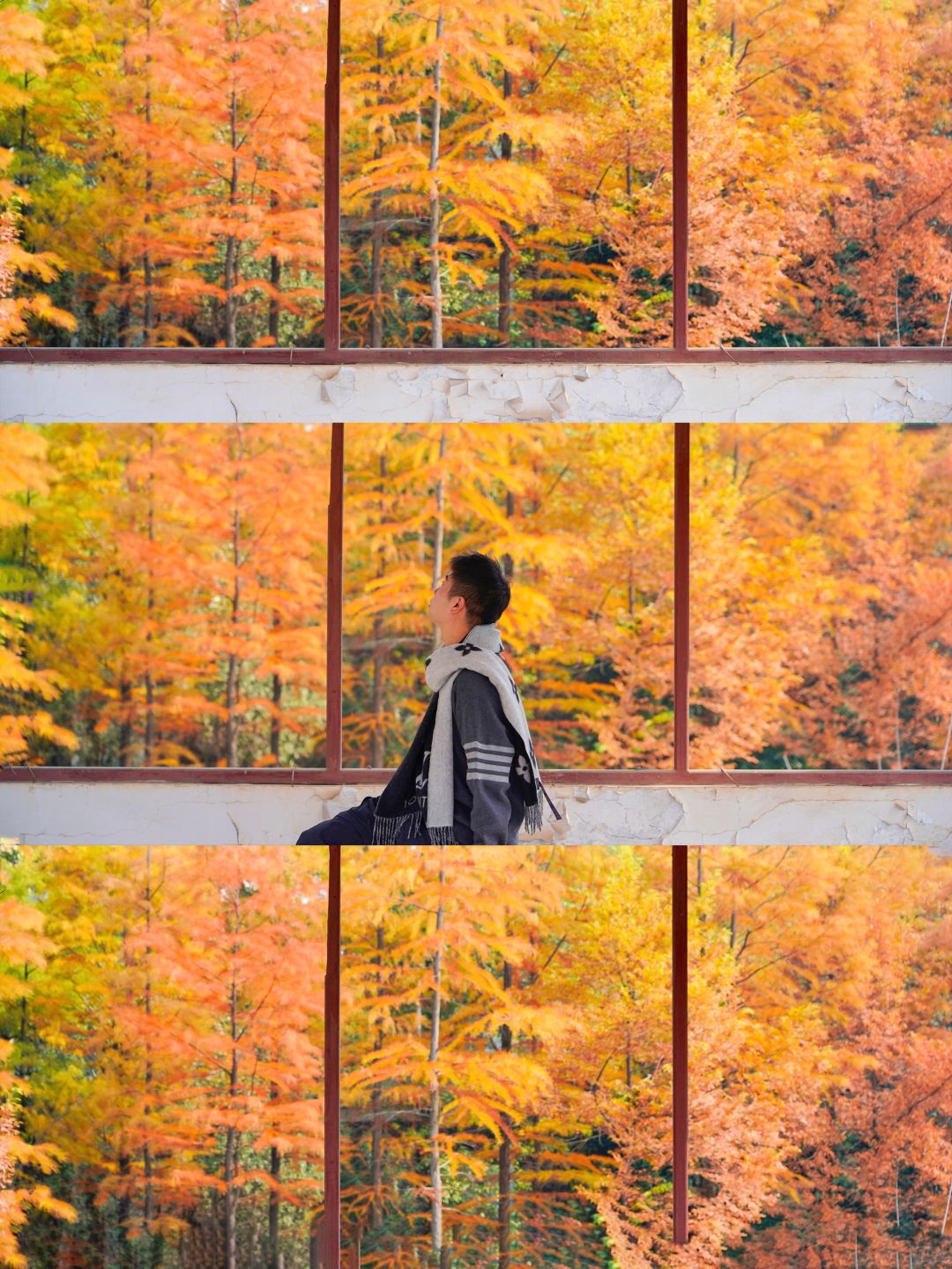 长沙最美的窗外秋景🍂错过等一年‼️
