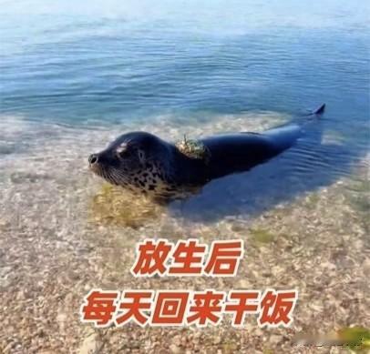 大连海边的“返聘”员工
在大连的海边，每天清晨都上演着一幕温情的剧目。主角是一只