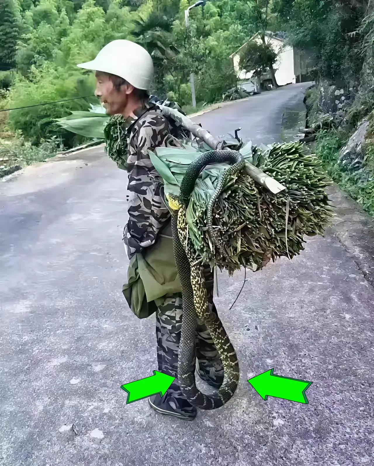 砍柴砍出“惊喜”！
大爷手提8斤大蛇下山，
网友：这胆儿我服了

大爷上山砍柴回