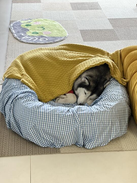 当极地犬在重庆的春天里感冒了