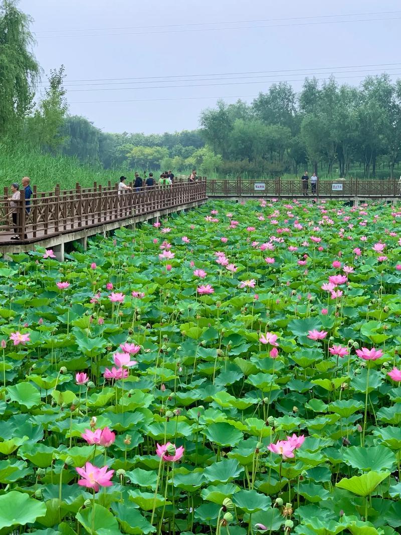上联：盛夏荷花池满绿；
下联：？？（小林邀对）