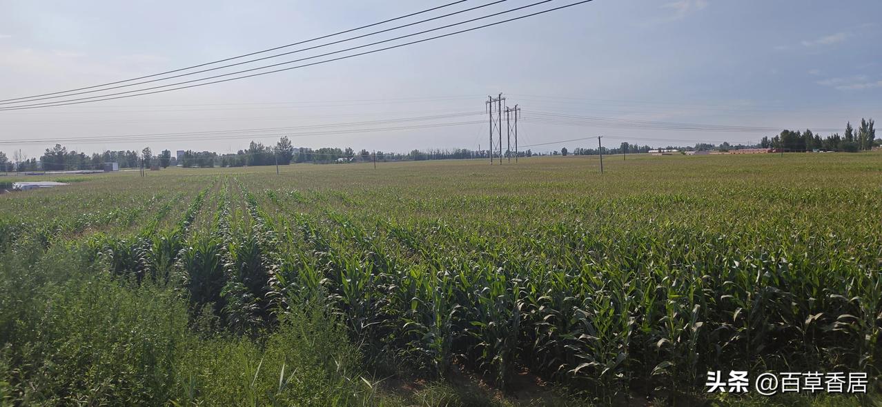 达拉特旗是内蒙古自治区西北部粮食主产区，地膜覆盖和滴灌技术在玉米种植管理过程中得
