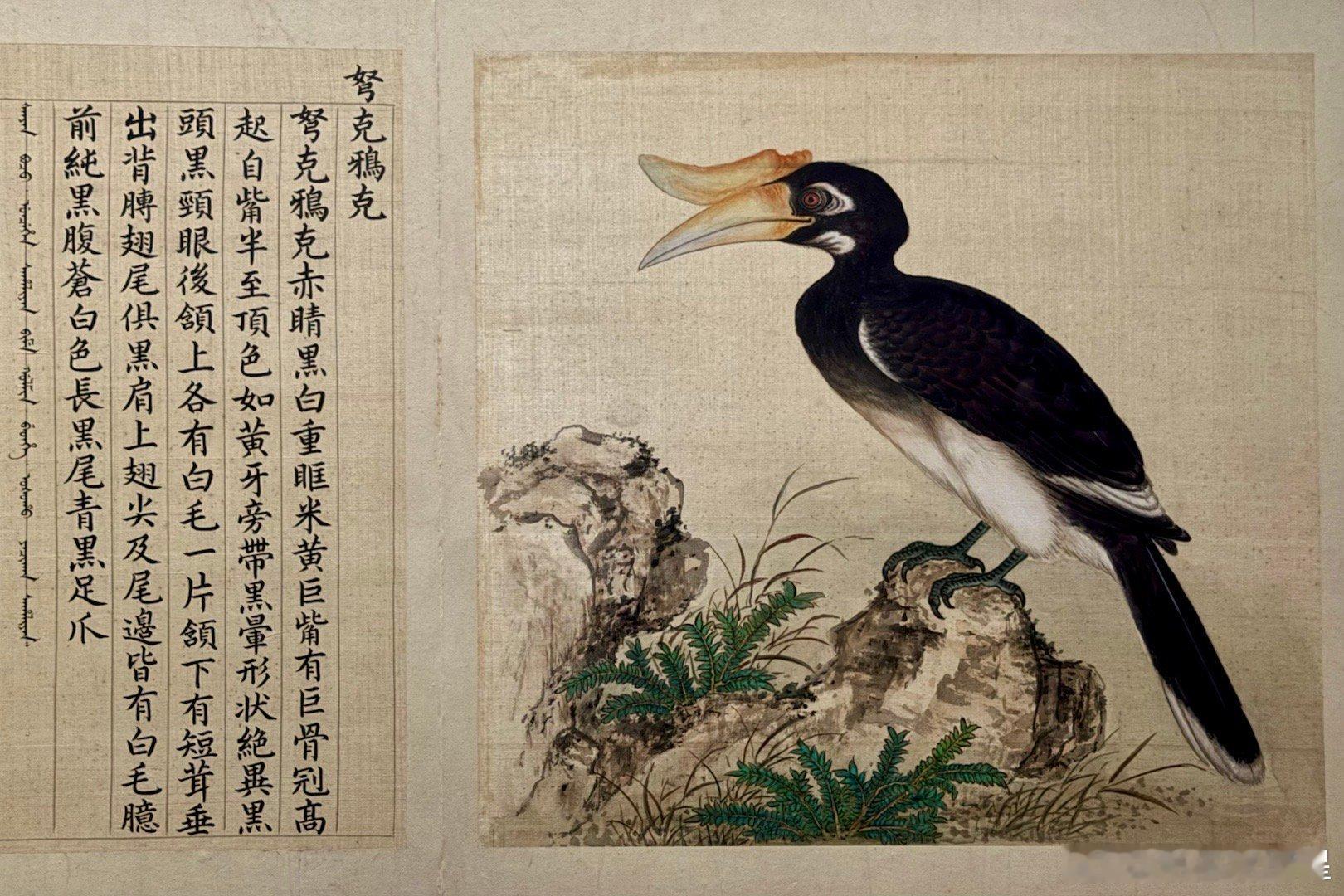鸟谱图册。清乾隆。故宫博物院藏，展于文华殿“万物和生”特展。此图册共361开，由
