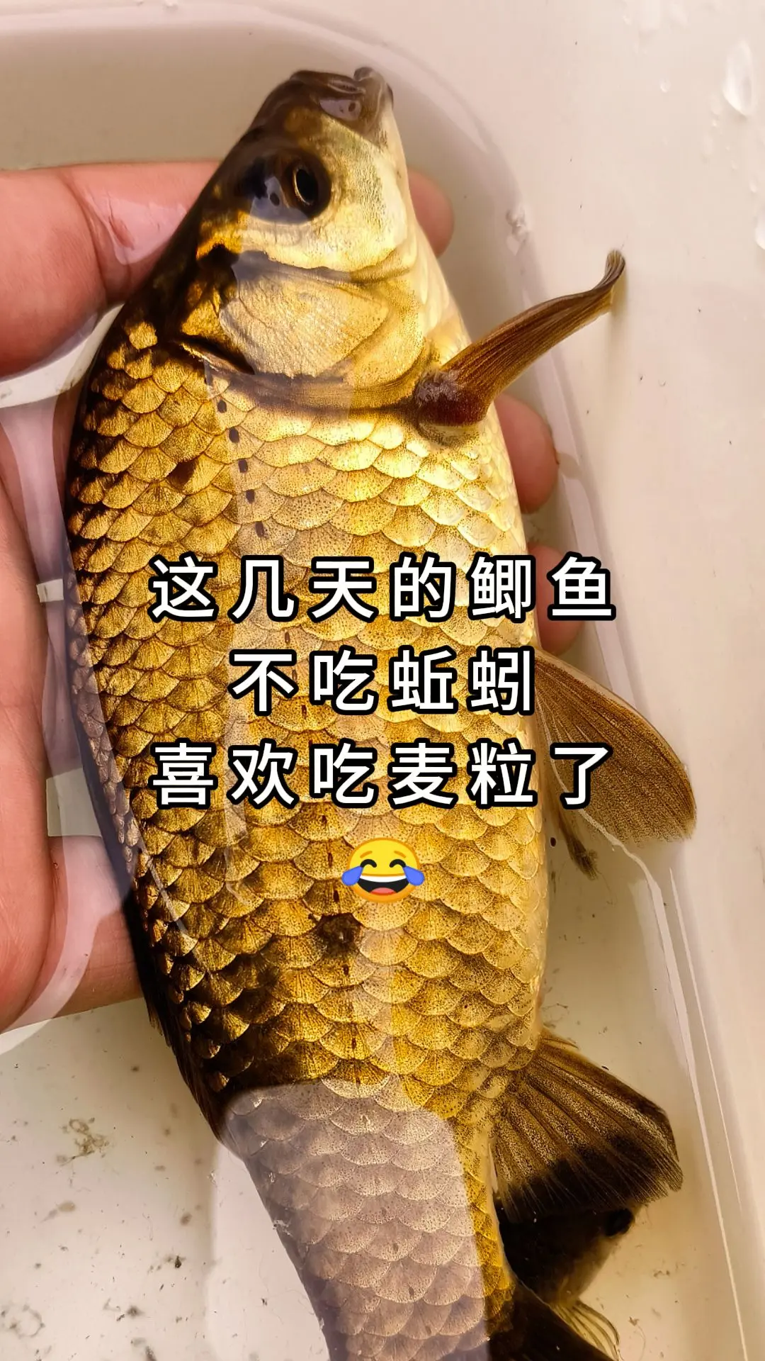 太奇怪了，鲫鱼这段时间不吃蚯蚓，反而喜欢吃原味或发酵的麦粒了！挂麦子的...