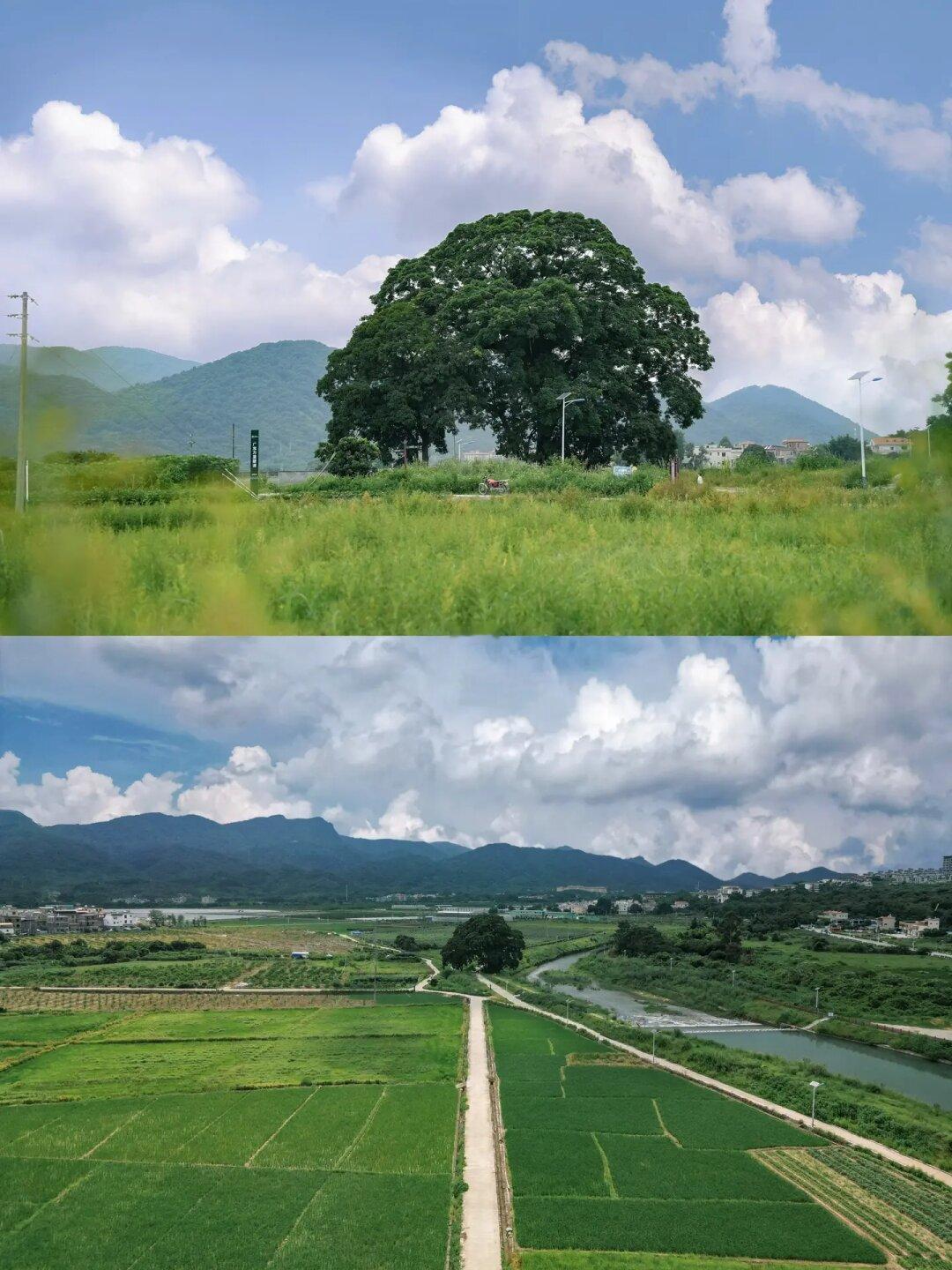 感受乡野清风，给宝宝大自然的美育