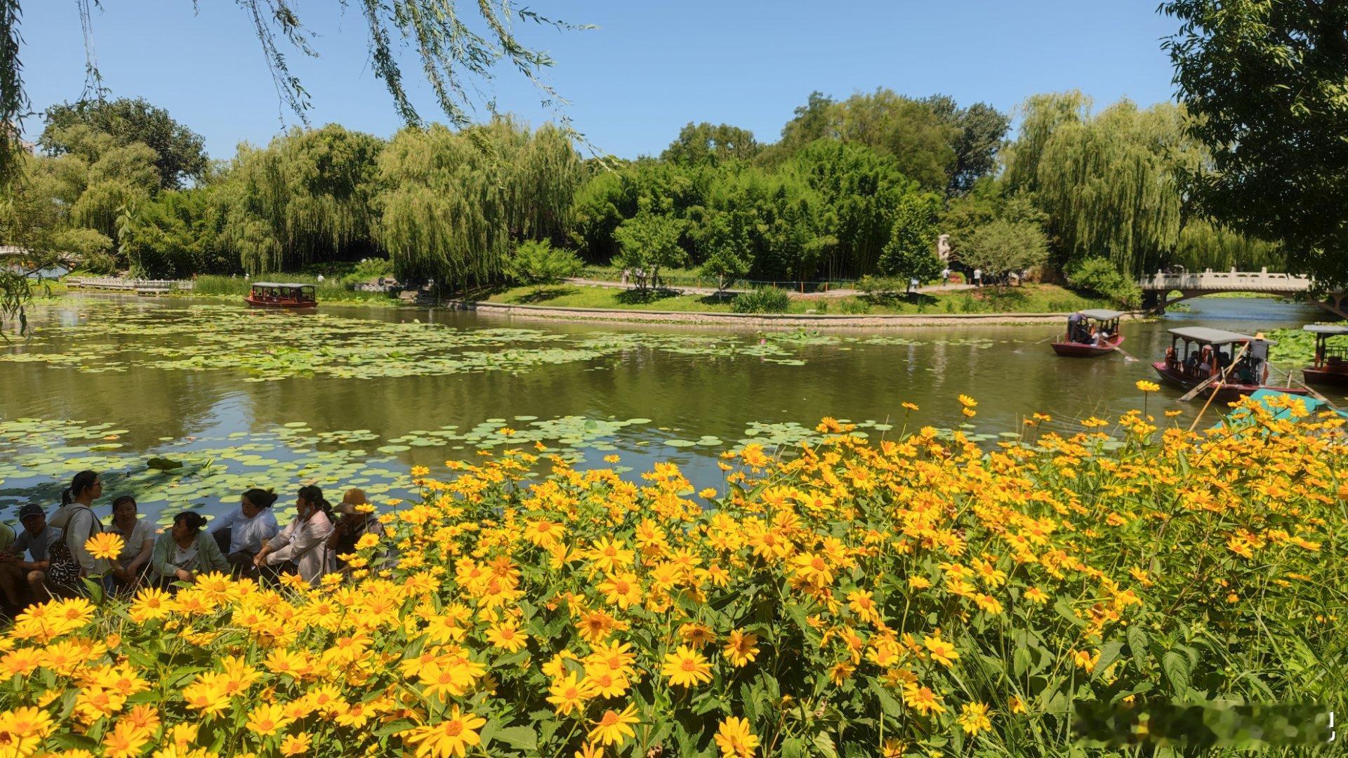 紫竹院公园夏日随手拍  北京夏日颜色 ​​​摄影​​​