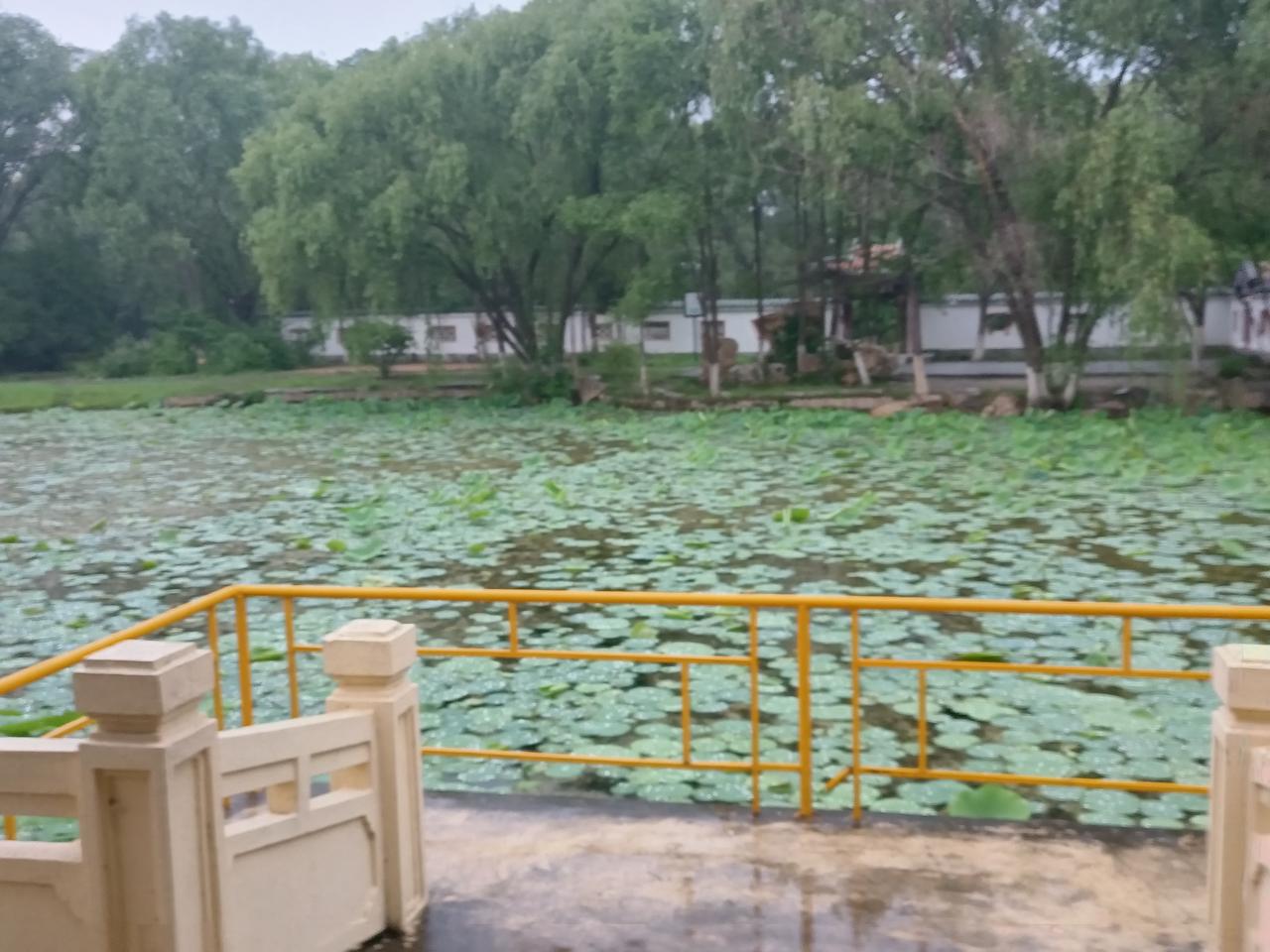 微雨漫行，荷塘叠满青荷，雨珠轻滚叶间漾开细碎波纹。古桥隐在浓荫深处，河畔草木浸着