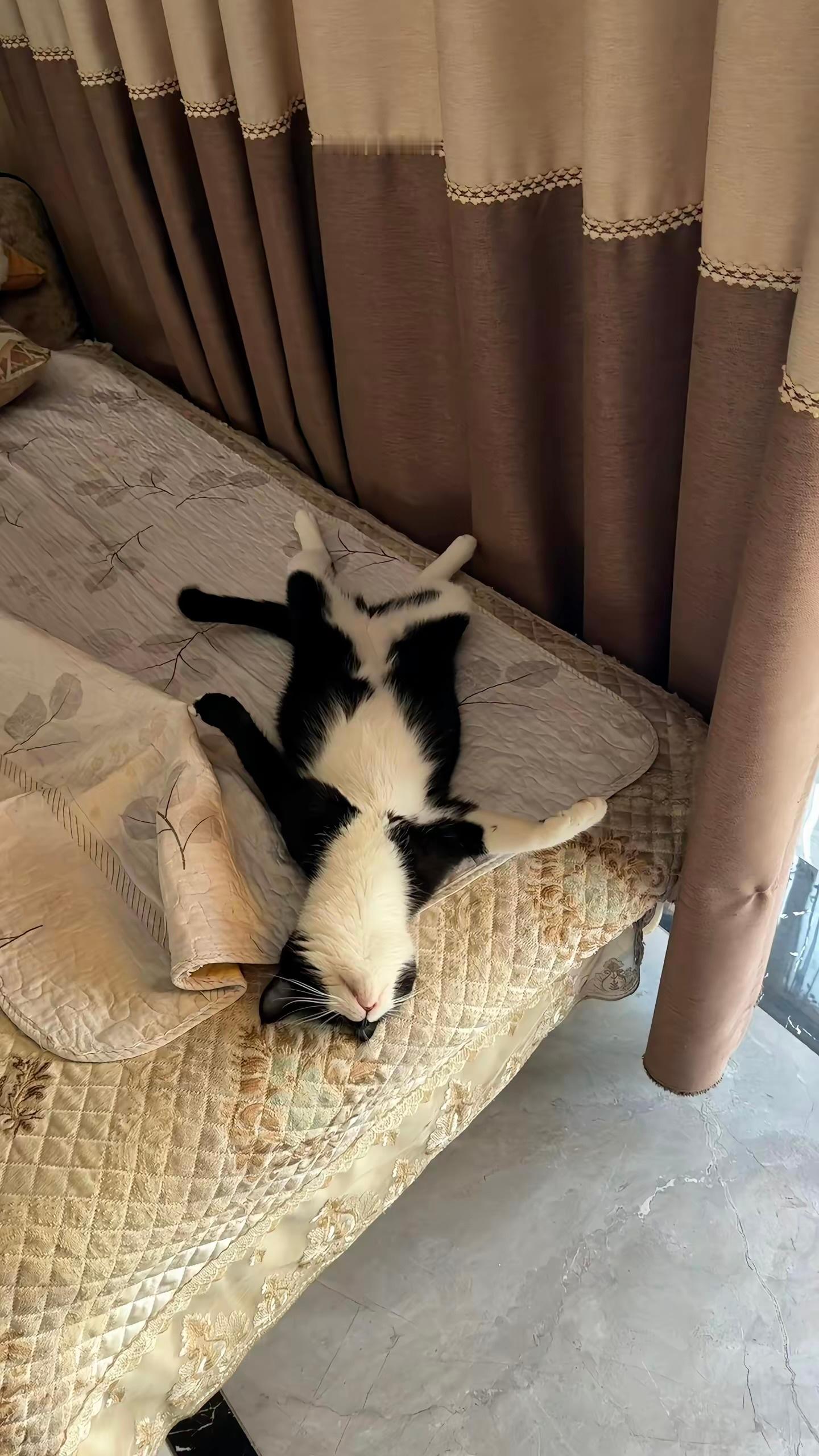 【奶牛猫】原则上猫咪是不能上床的 