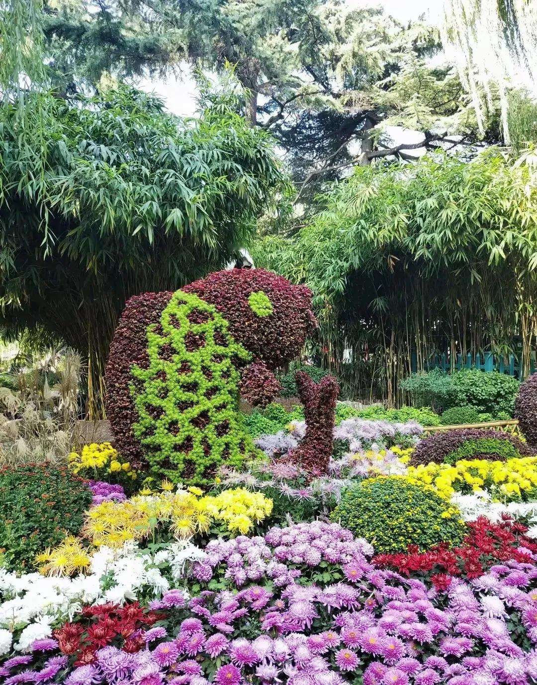 库存的，济南趵突泉菊展