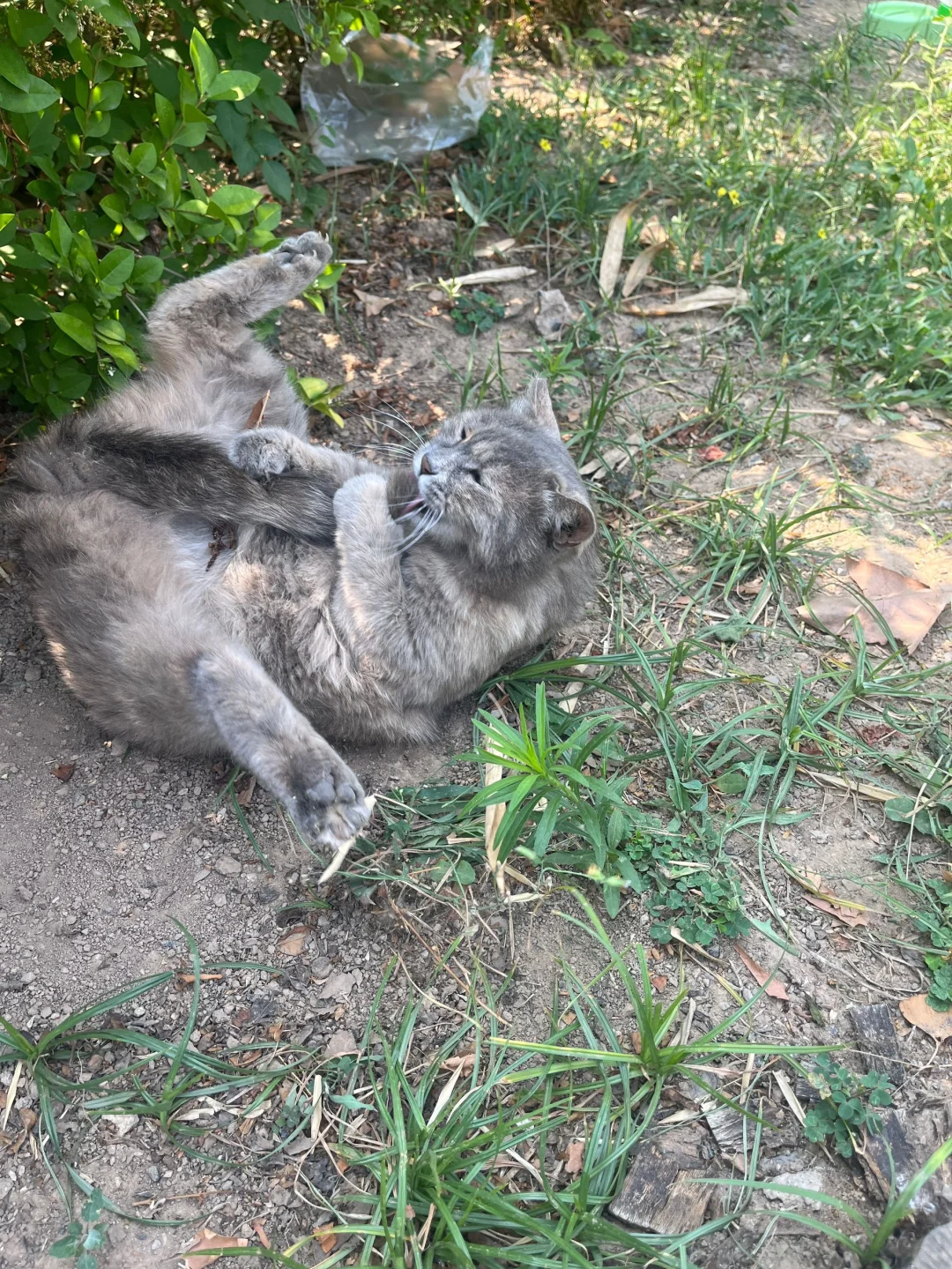 一只练过瑜伽的猫