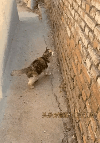 这个猫的功夫太厉害了，这个墙那么高，他几下就爬到墙顶上面去了。比老虎的动作还要快