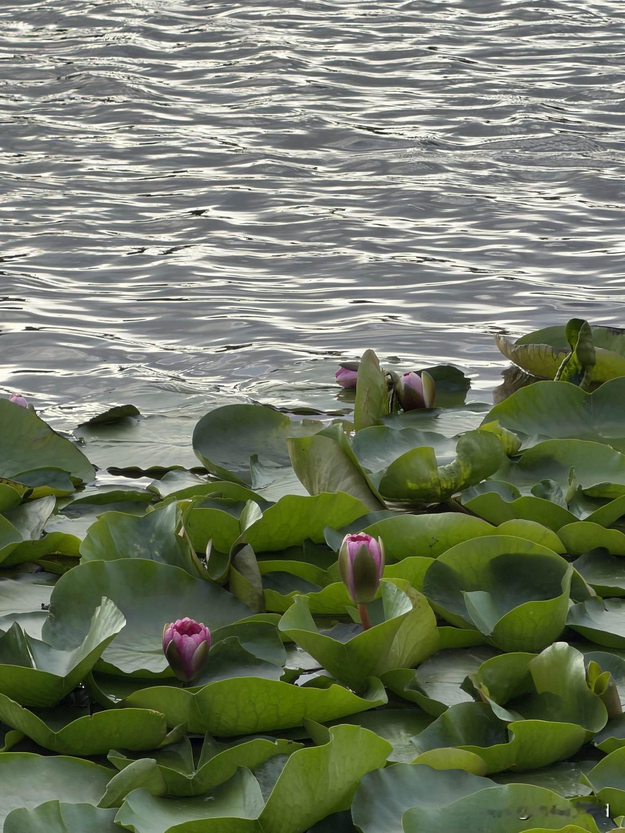 莲湖

白鹭茕然影，青莲叶叶书。
往来人不识，云水漫裙裾。


夏日生活打卡季