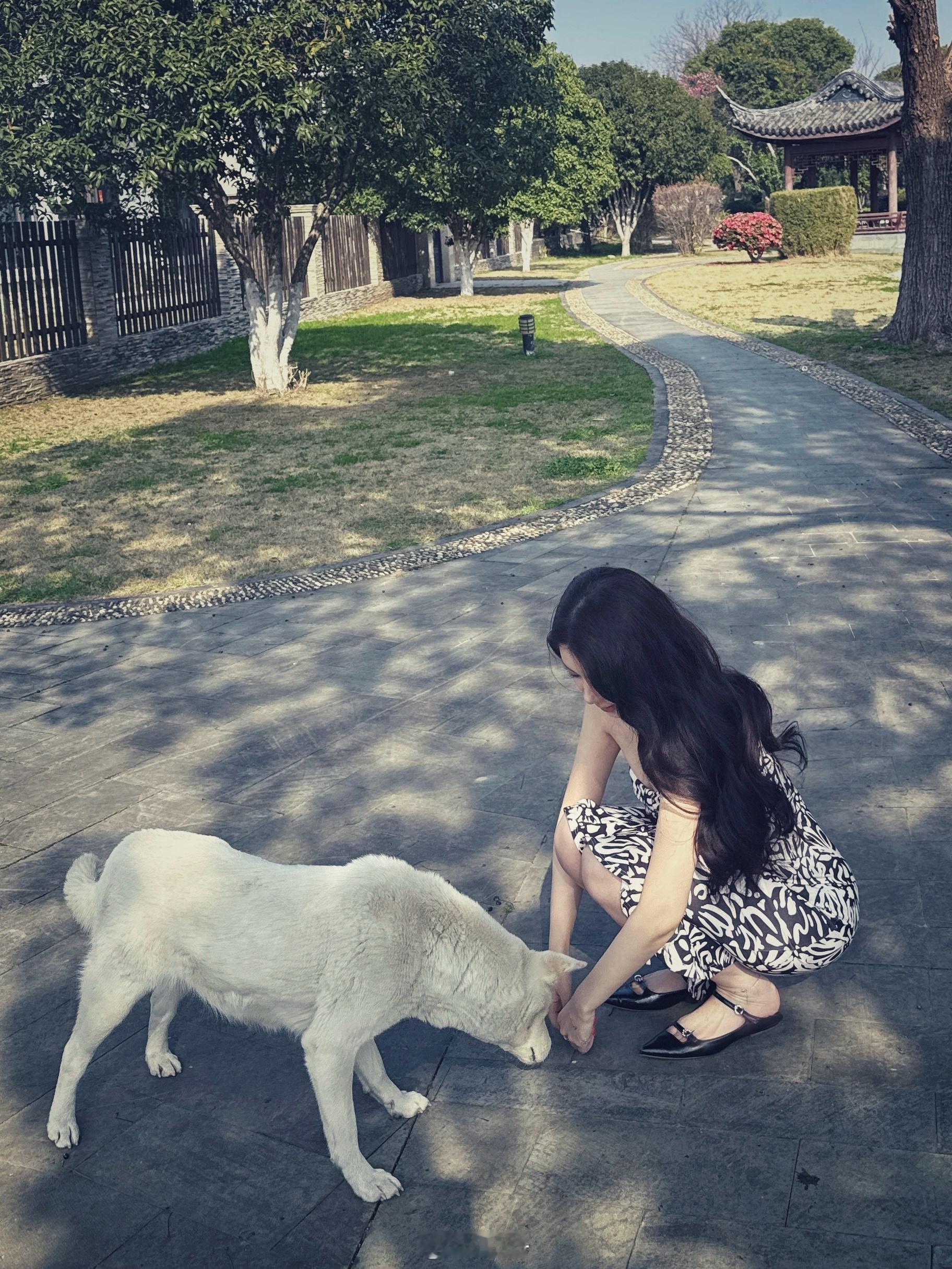 小区好风光（这只🐕每次偶遇就乖乖等着 然后跟回家大吃一顿 