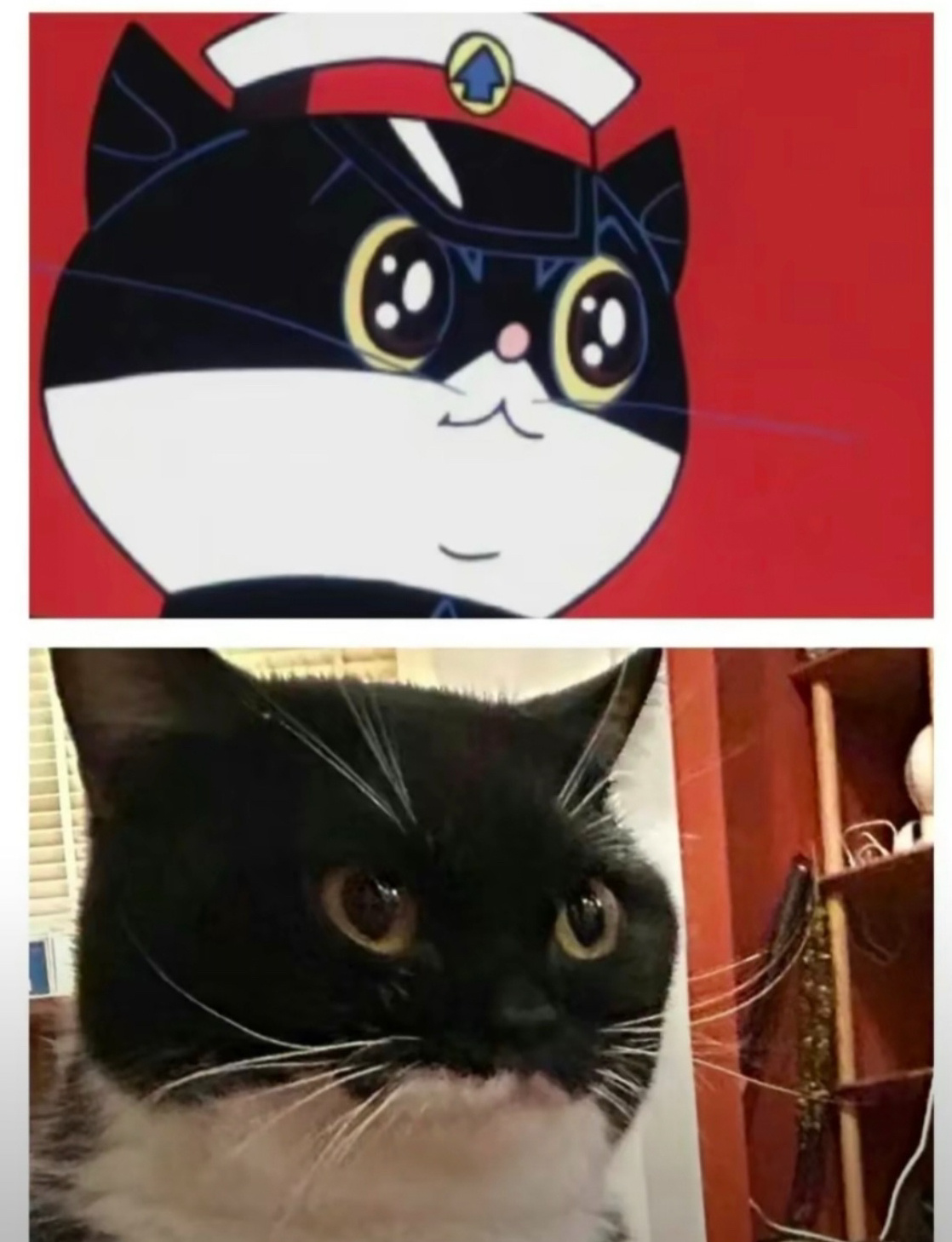 黑猫警长[开学季] ​​​