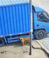 货车司机李某六点发车前没绕车一周，直接点火。
车屁股后头那只黄白小狗正嗅轮胎，一