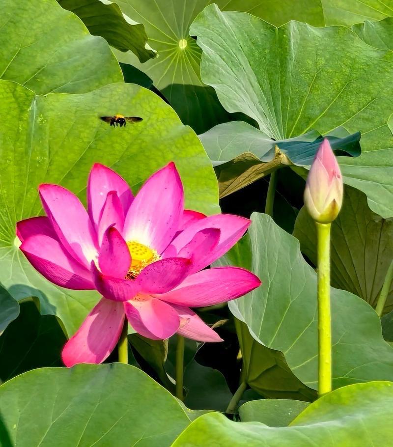 行香子 · 夏日赏荷

翠盖擎珠，粉靥含羞。
趁晴光、徐步汀洲。
镜头慢扫，倩影