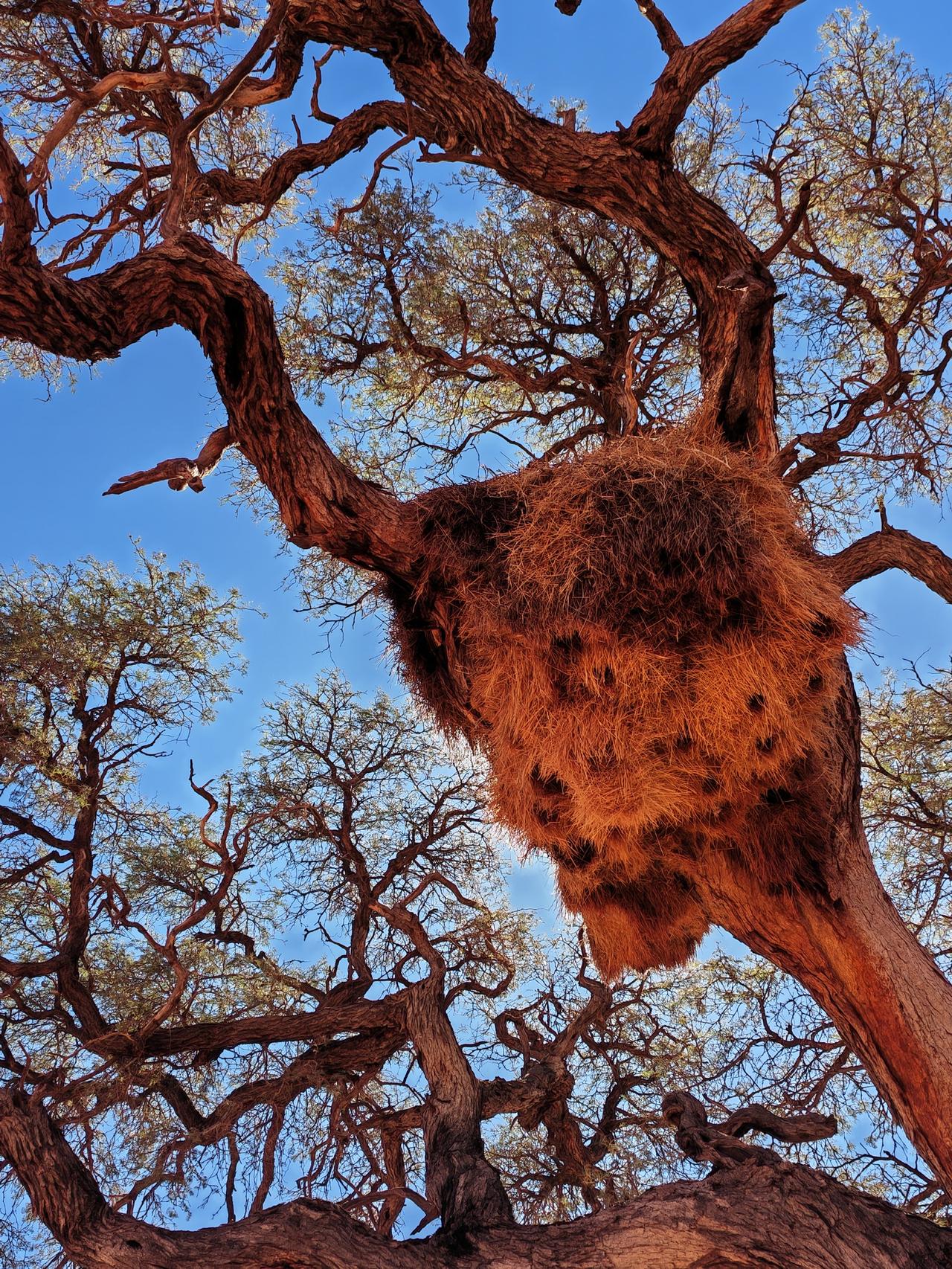 “走进真正的非洲”2024年首发团3月5-7日速递：

[太阳]离开南非进入纳米