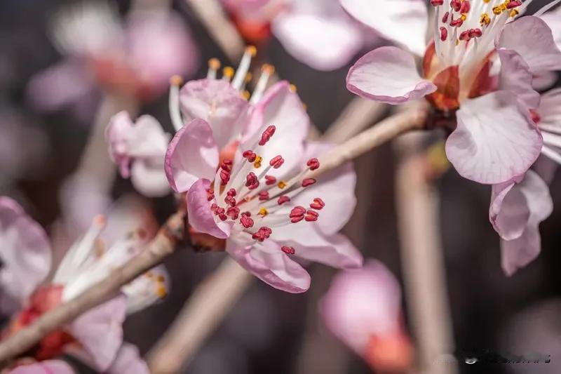 最近出自贾浅浅的诗歌《开花》据说获得了一奖等。

该诗通过“白天是白色的白/黑夜