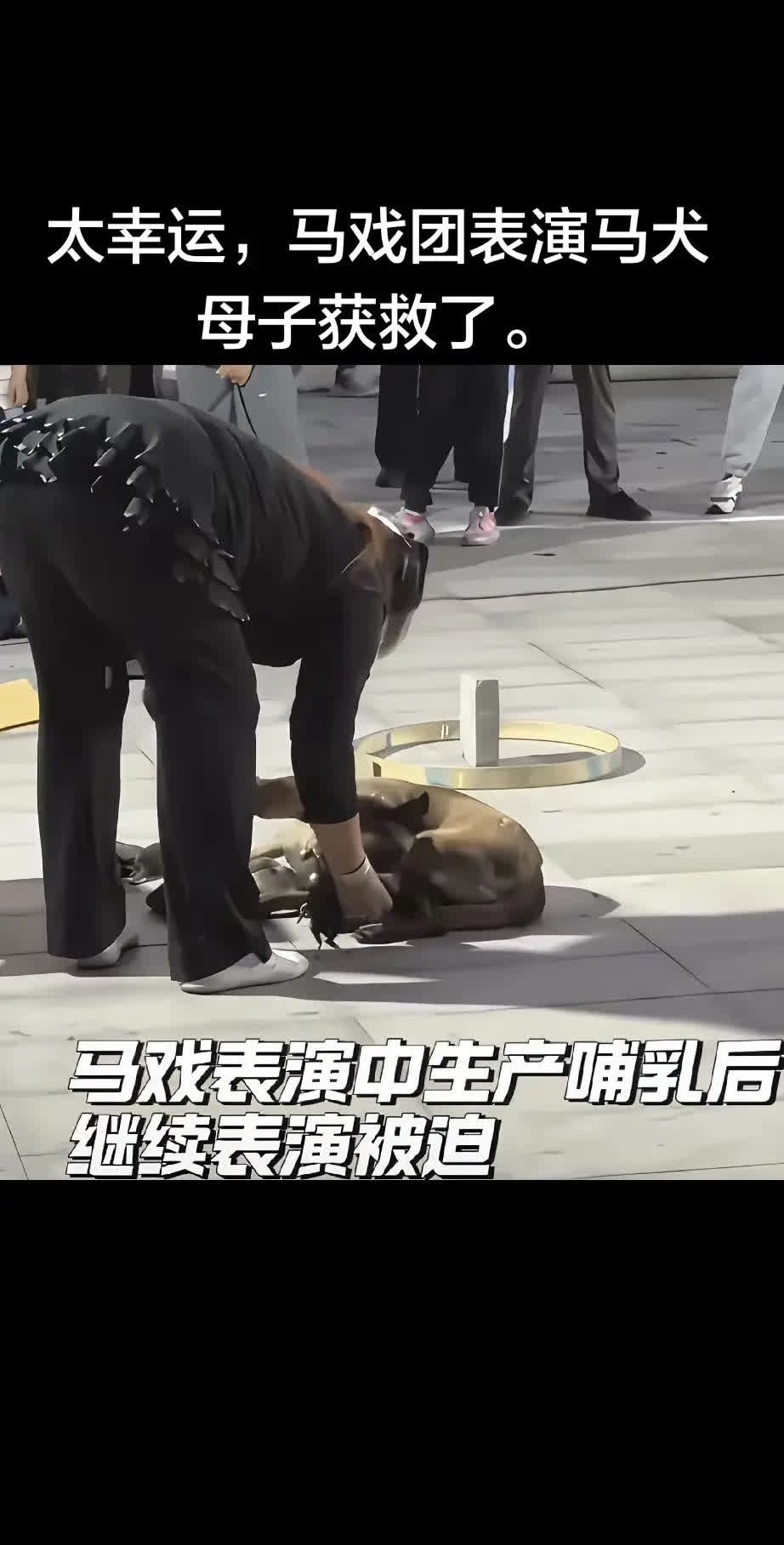 太幸运，马戏团表演马犬母子获救了。太幸运，马戏团表演马犬母子获救了。 5月29日
