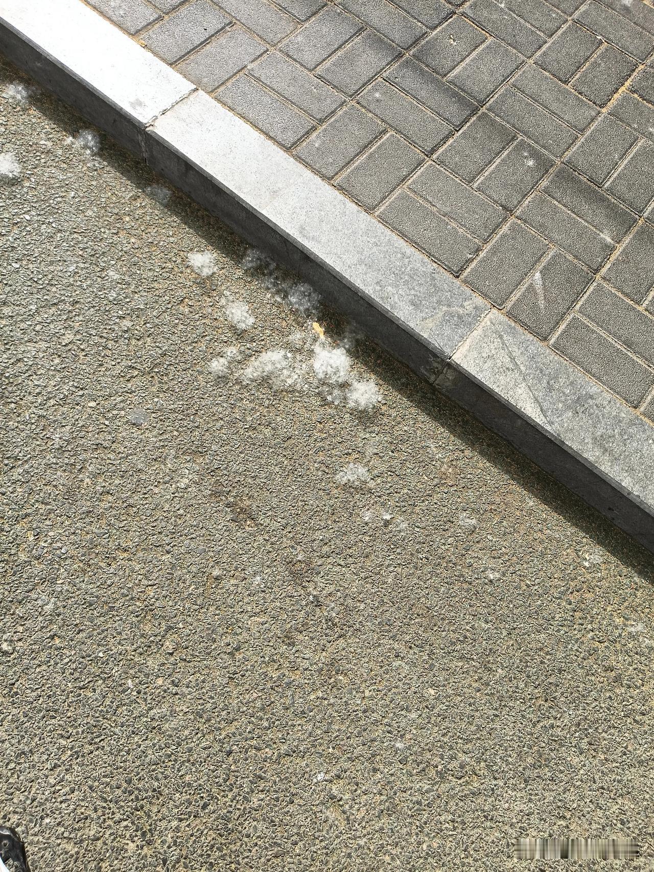 春天来了，这几天又开始有杨絮飘飞。杨絮能引起病毒性感染，飞絮被吸入鼻腔后，会引起