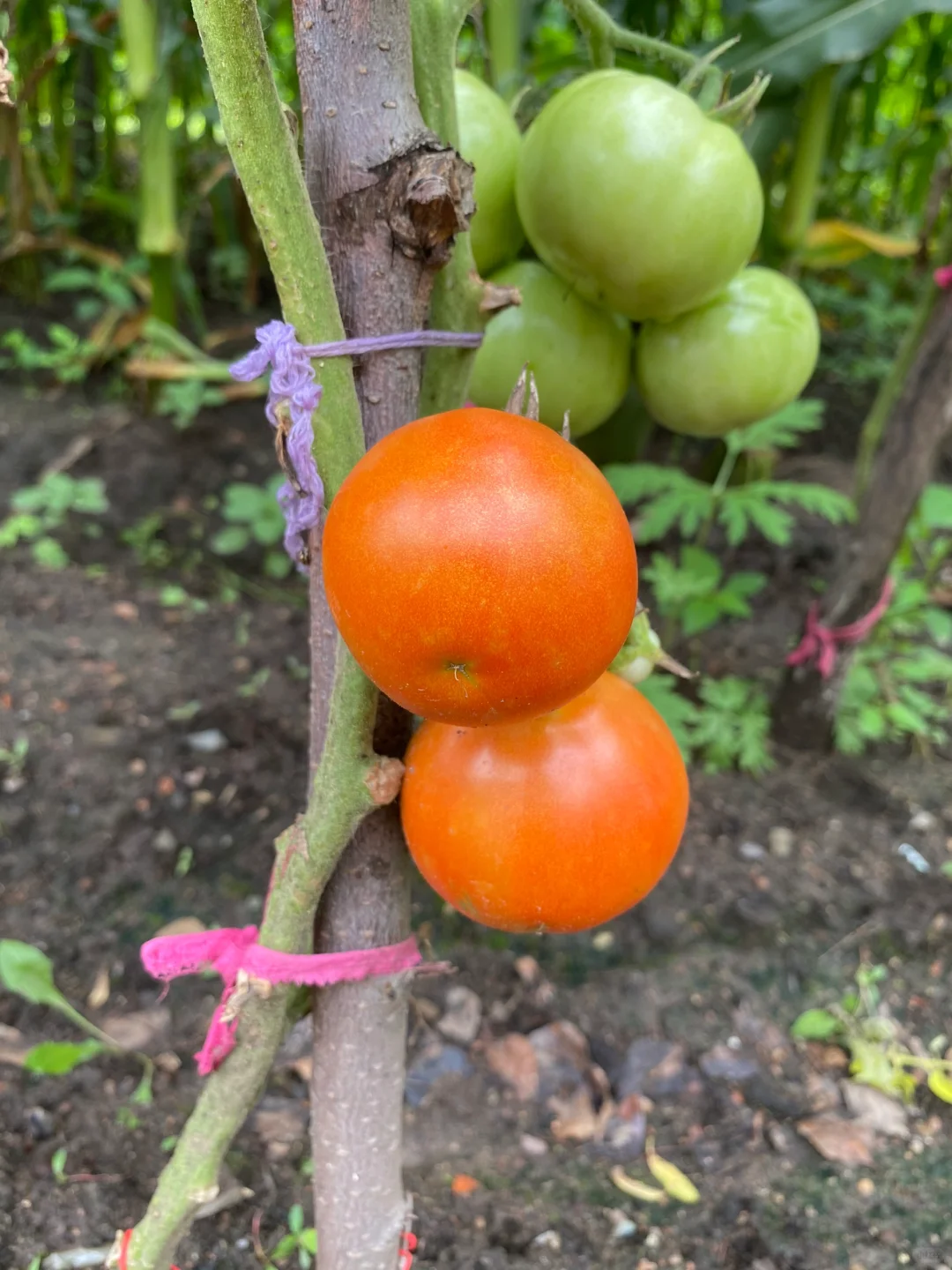 农村小园的柿子熟了😋