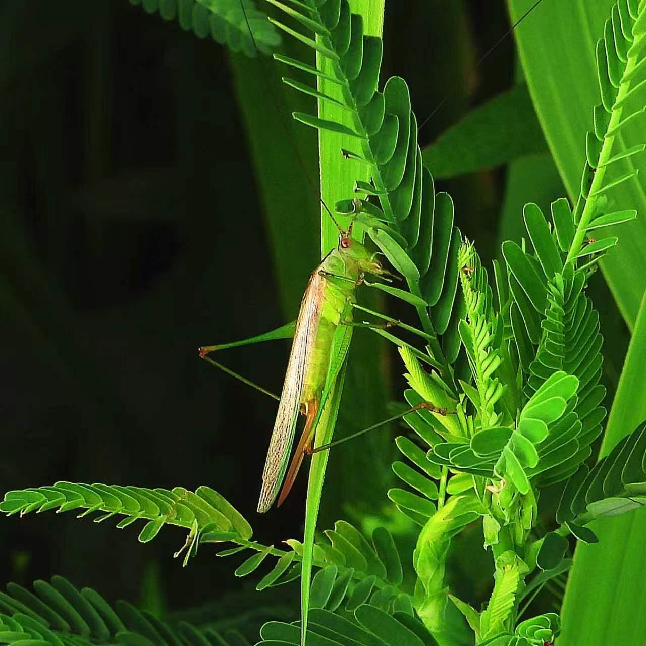【昆虫观赏•一图一虫】斑翅草螽，直翅目草螽科草螽属昆虫，体长约14—17mm。（