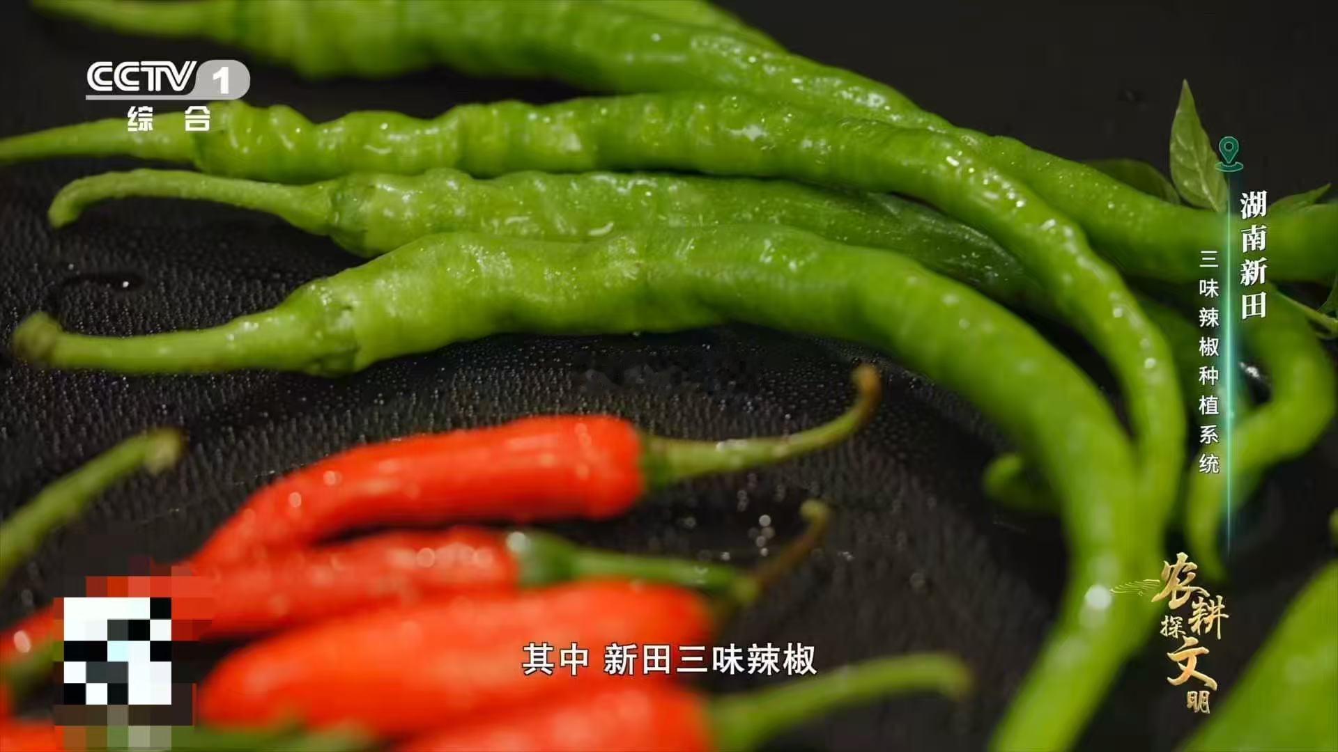 湖南新田藏狠活！一根辣椒竟有前中后调，椒尖甜、椒身辣、椒蒂香，一口解锁三重味觉暴