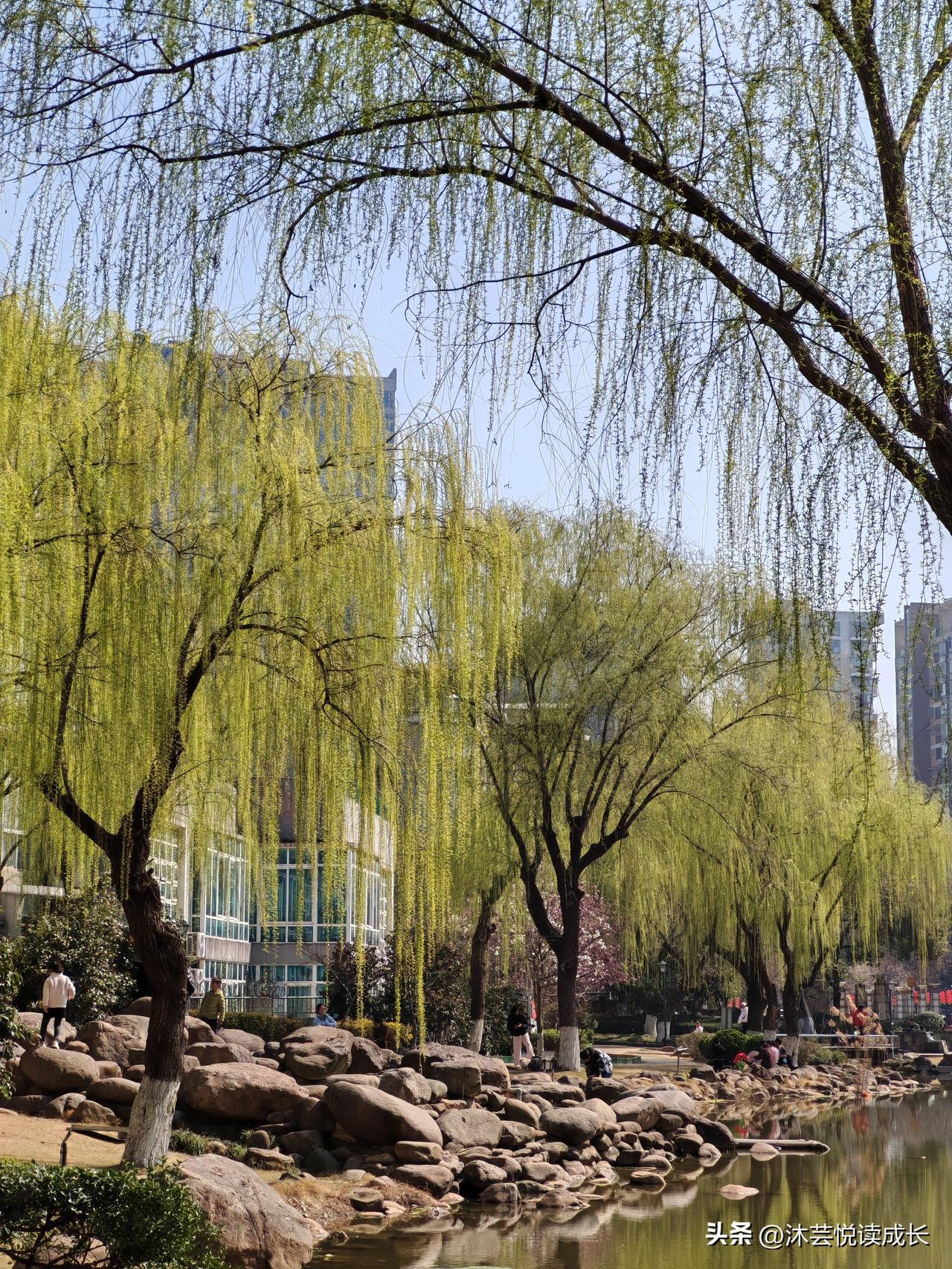 柳芽抽得正好，
把一整个冬天的沉默，
都酿成了满枝的温柔。
湖水静得像面镜子，