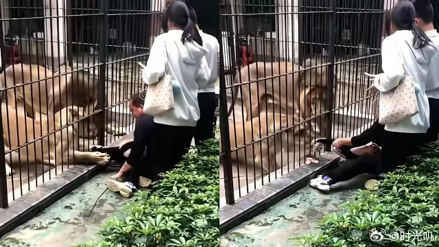 女童投喂狮子被拖曳涉事动物园停业近日，广东一动物园发生狮子伸爪扯住投喂女童，女童
