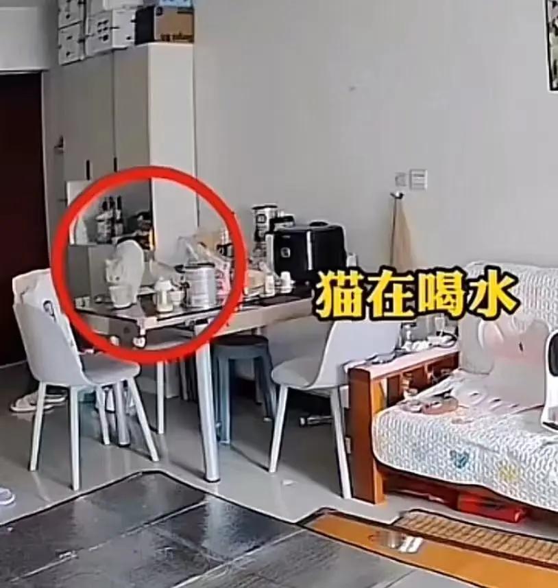 “孩子重要还是猫重要？”这个问题似乎简单，却在现实中引发了无数家庭的激烈争论。或