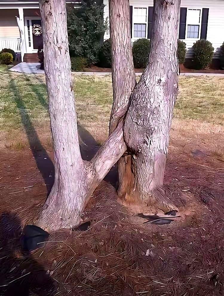 “这俩树谈恋爱了？”上周，黄山脚下，一个穿校服的女孩指着连理松对同伴尖叫。

两