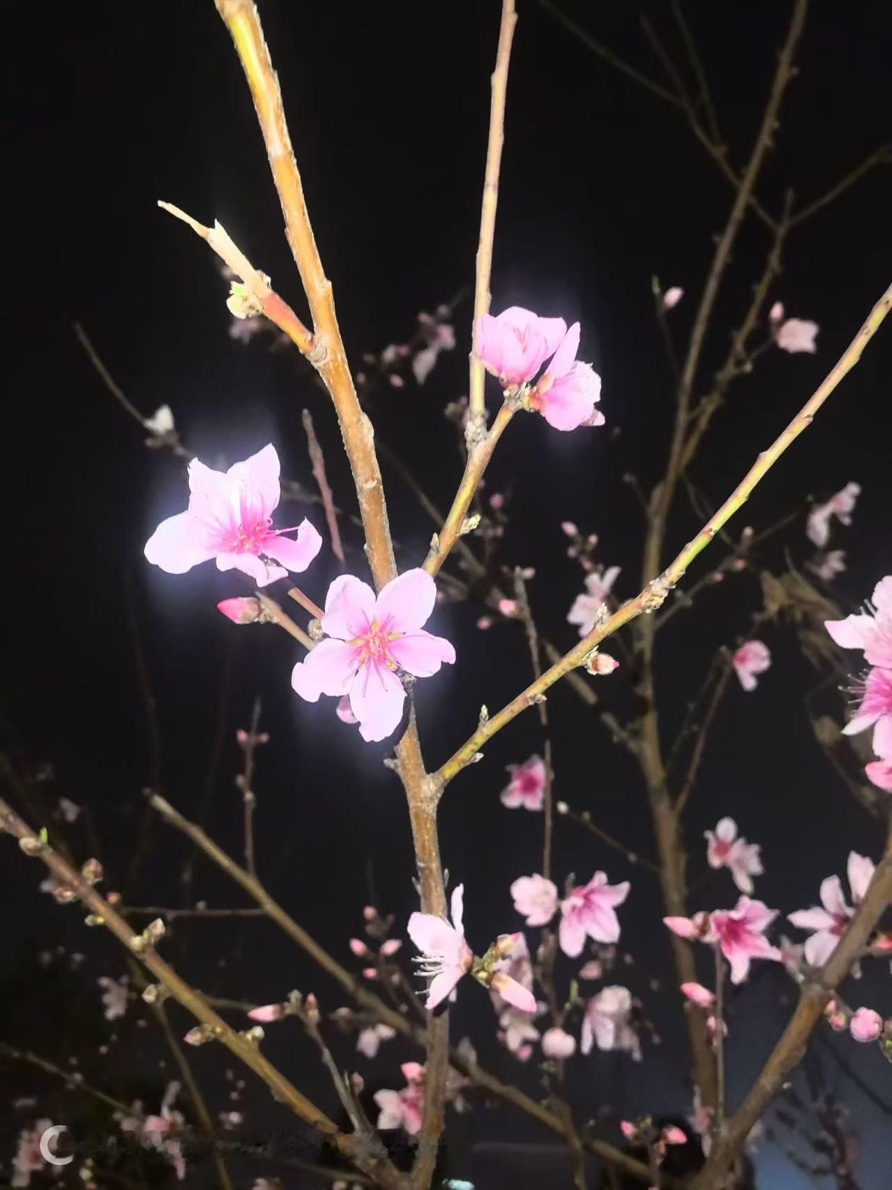 在快与慢之间找到自己的节奏，像树一样扎根，也像风一样自由。
不追赶时间，只雕刻时