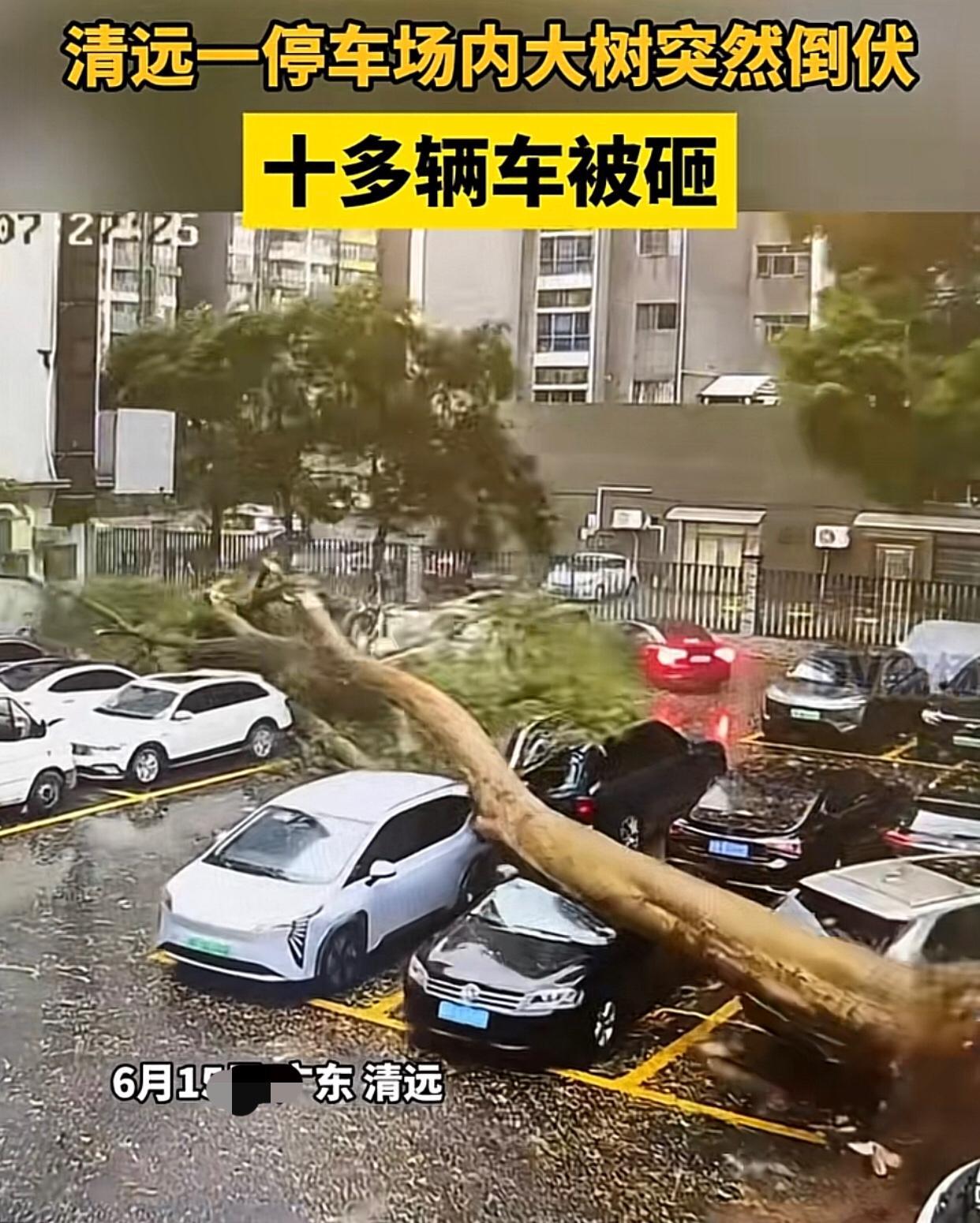 广东清远

一酒店停车场，因这几天连续大雨，停车场里面的一棵大树倾刻倒下，压在停