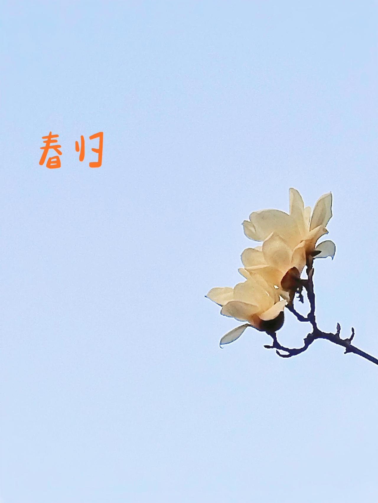 冬日生活打卡季 春归花自笑，岁月静好。干饭后散步，行至公园一角，看到一棵玉兰花绽