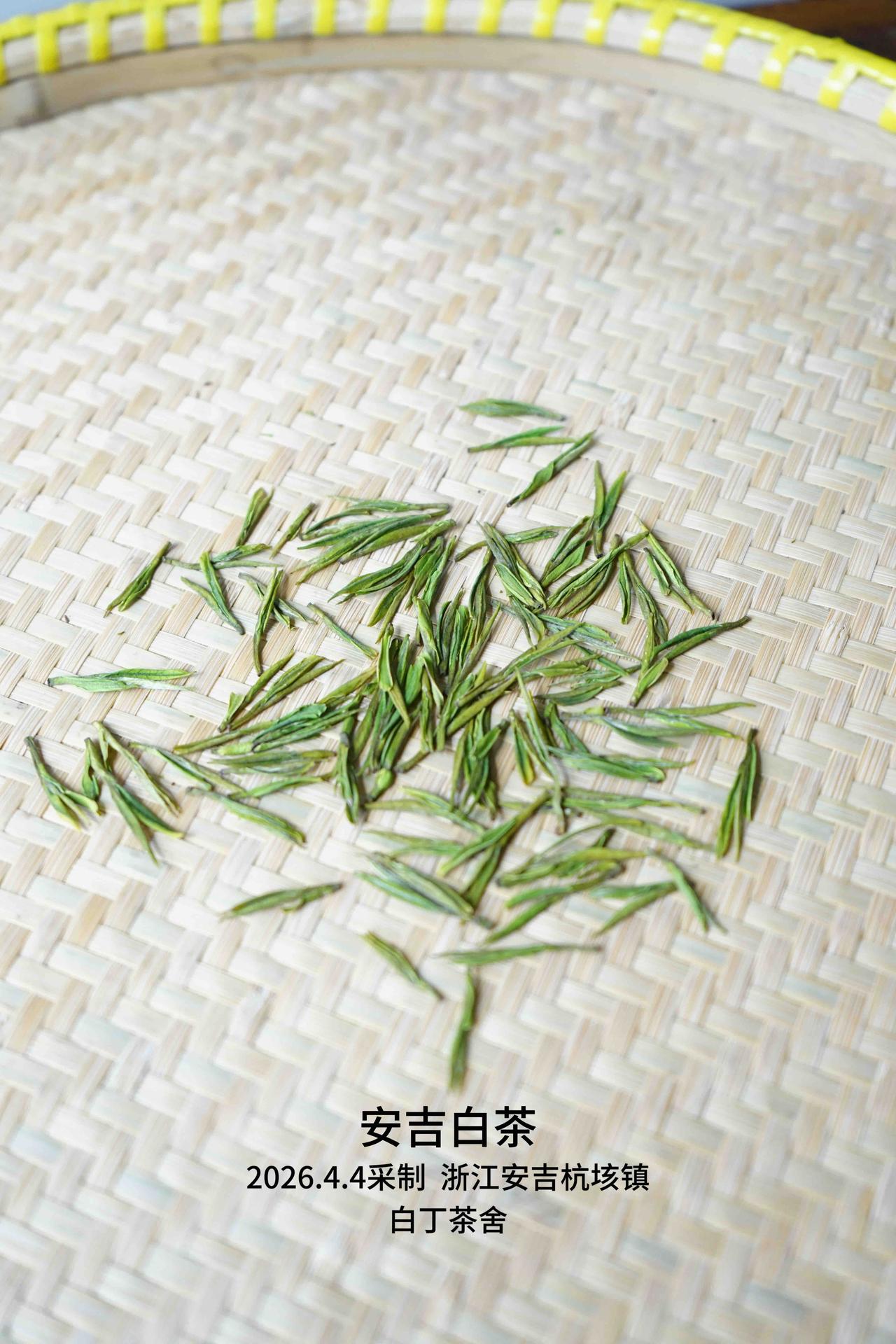 2026高性价比的（明前）安吉白茶，刚烘好。
4月4日的茶炒好了，4月5日刚足烘