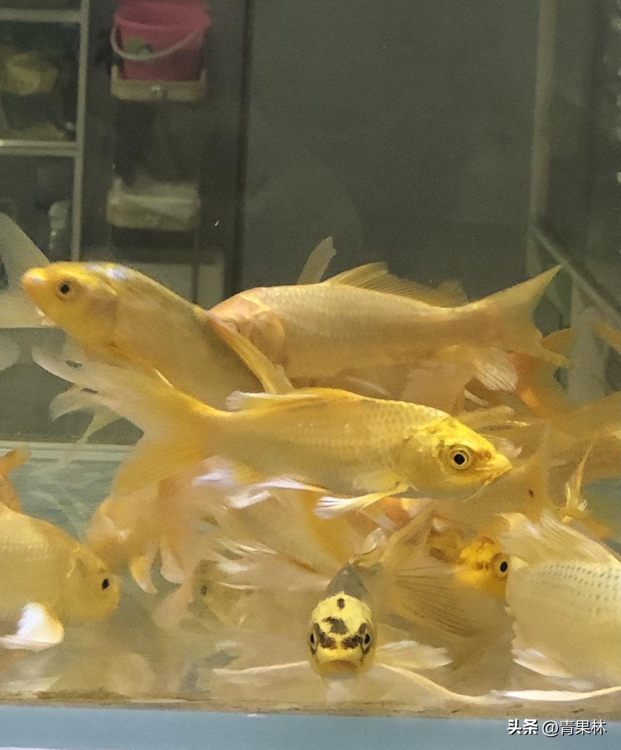 今天星期天，带着孩子去捞鱼联盟店看热闹，鱼缸里热闹极了，金黄锦鲤悠然游弋，虎头金