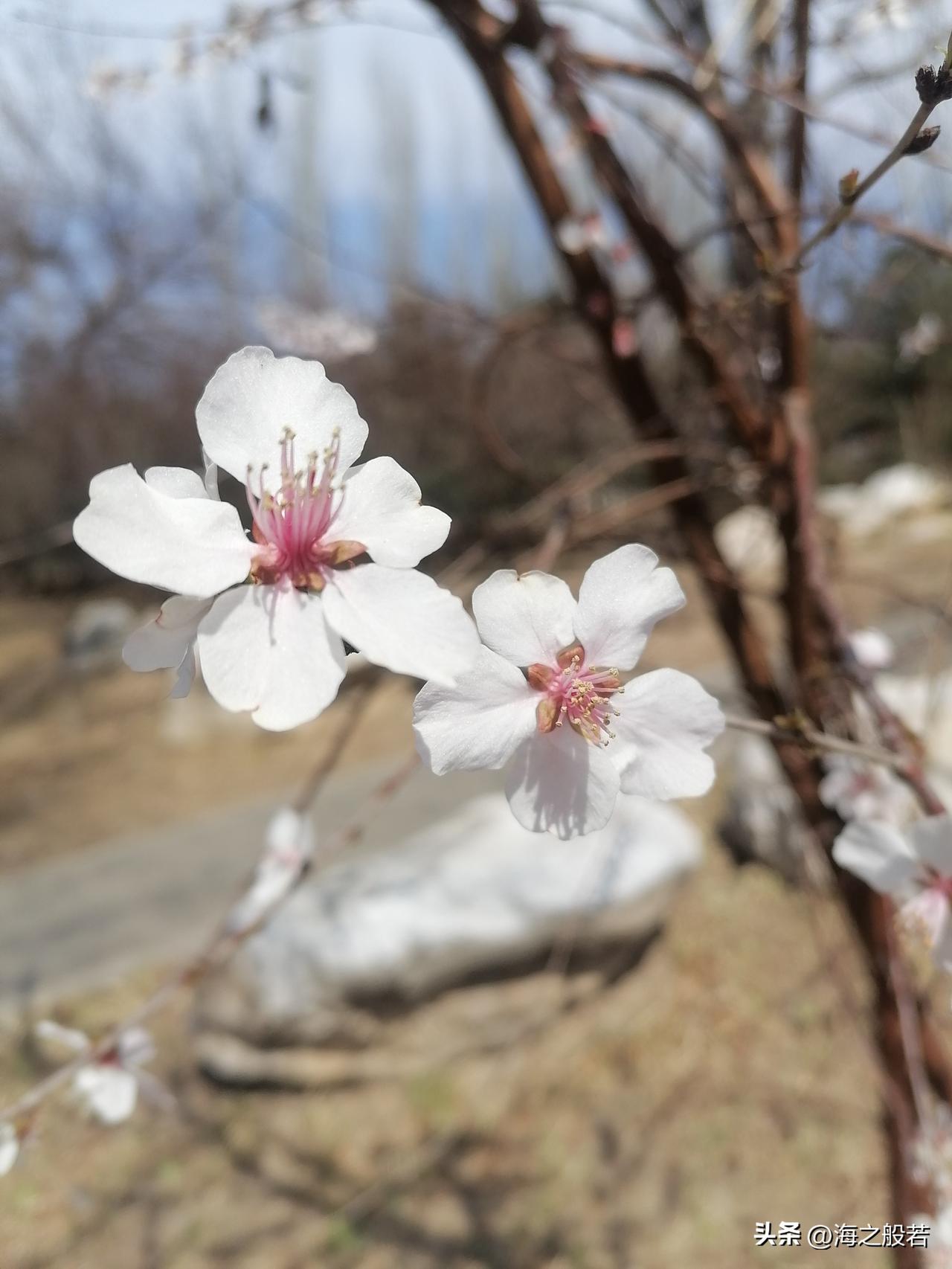 一到周末，就特别关心天气，当回预报员，听听北京的天气预报。

3月21日至22日