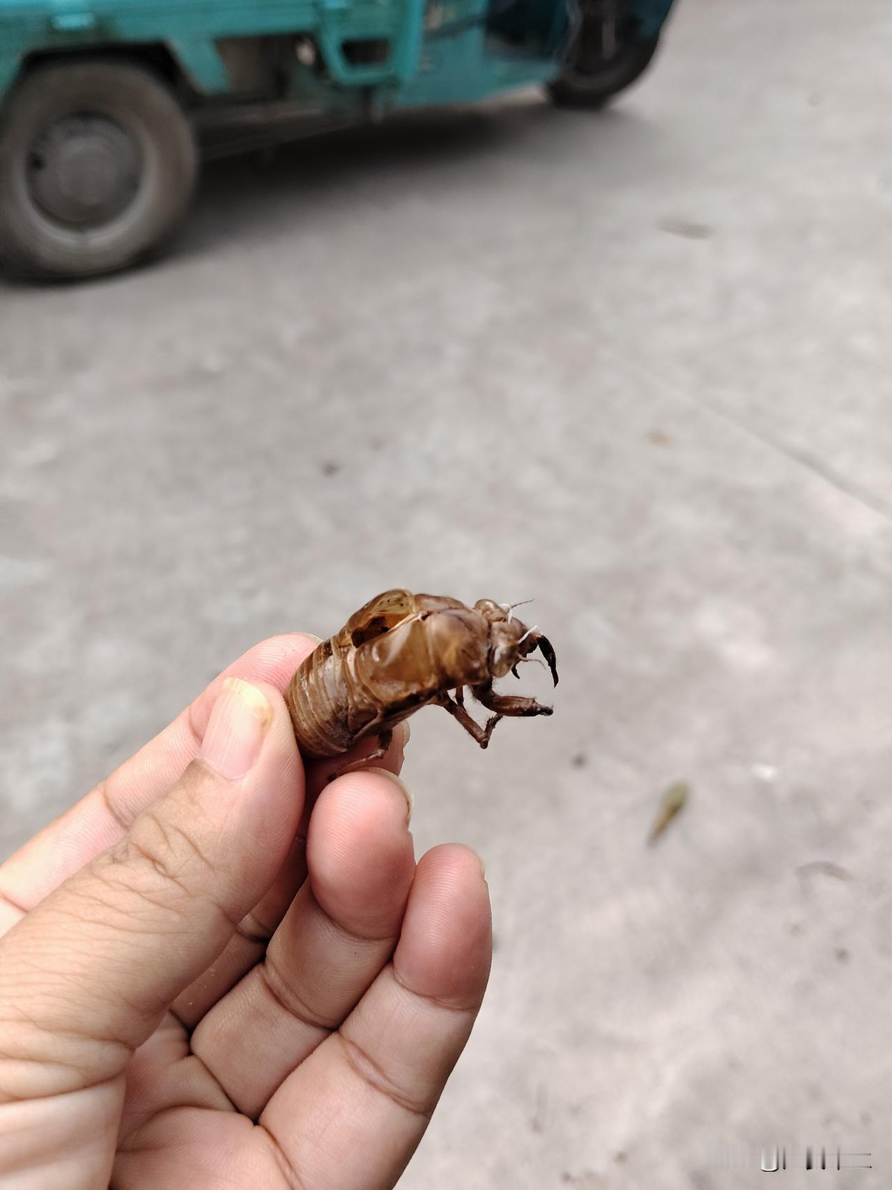 我婆婆妈有多愚昧！

那年，院子里来了一条狗，疑是“疯狗”，她和院子里几个表叔，