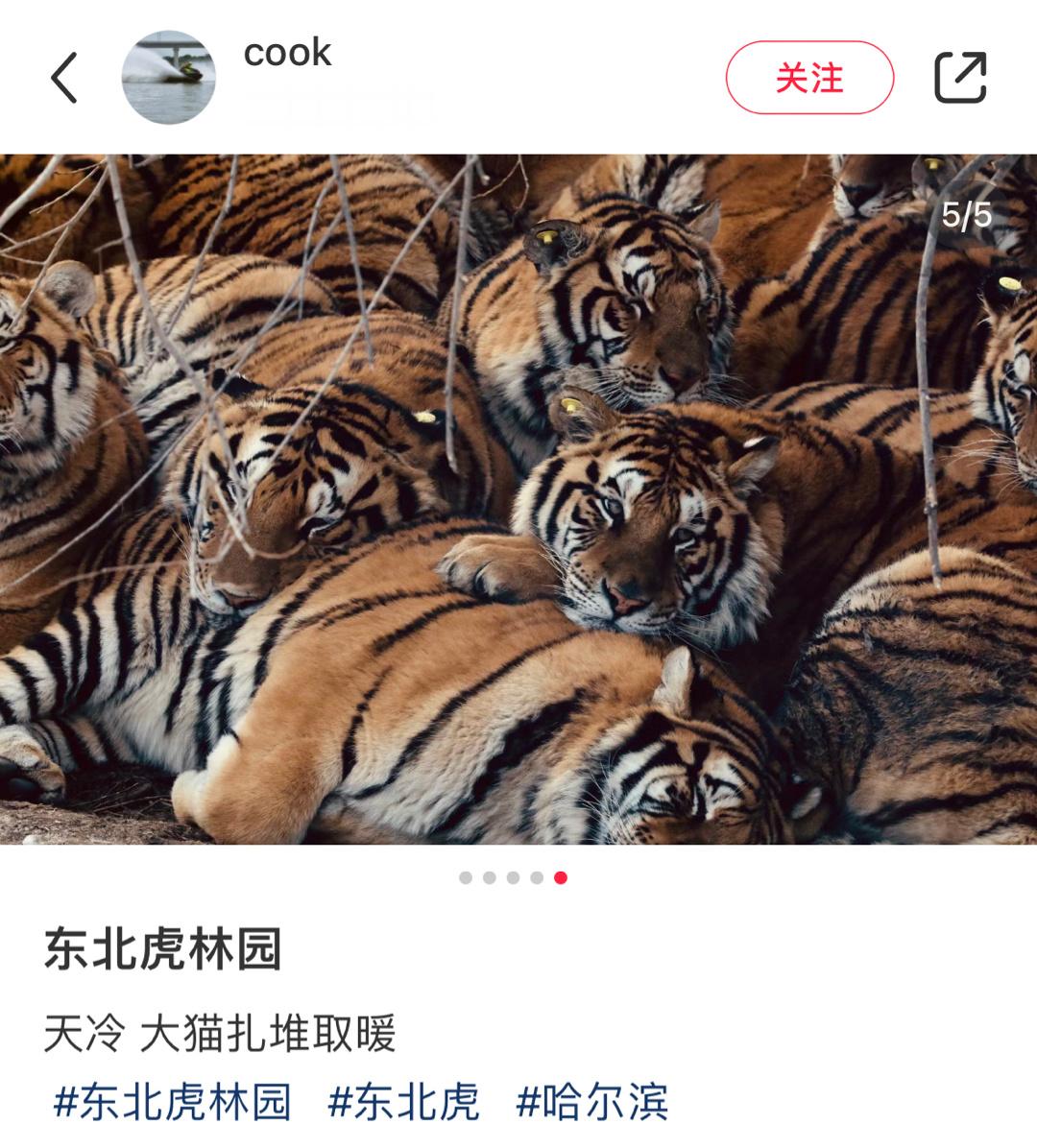 一山不容二虎，除非零下二十五 ​​​