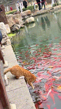 谁还敢说橘猫只知道吃躺平？这只橘猫简直是自带“捕鱼神器”的顶级猎手！
 
公园池