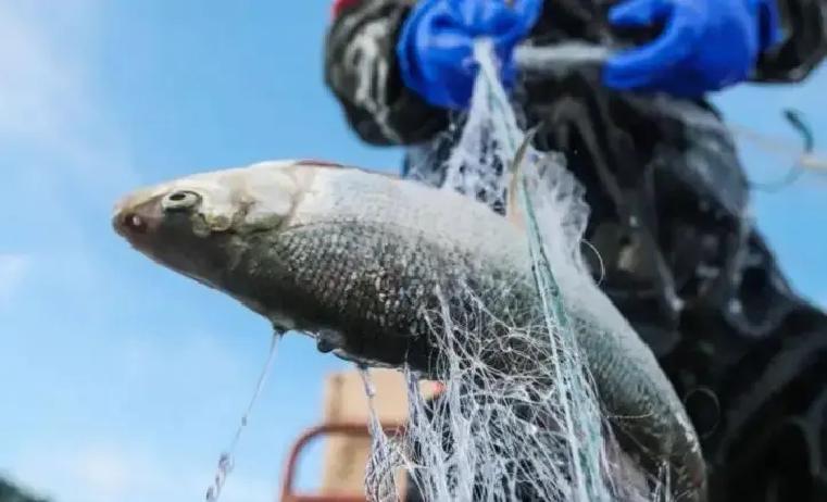 新疆赛里木湖，海拔2073米的高山封闭湖，7000万年来竟一条原生鱼都没有，直到