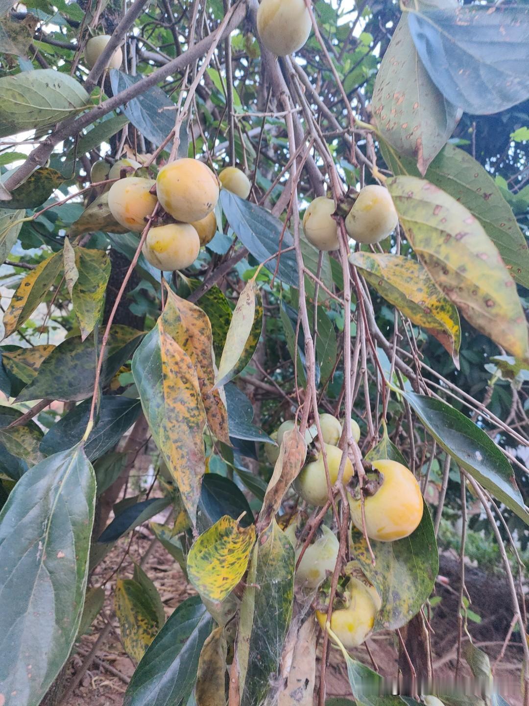 “花落无人问”这句上联，意境清冷又带着点落寞。花开时热闹非凡，花落了却无人在意，