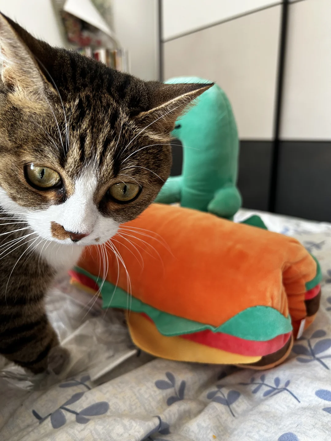 猫不喜欢这个跟我争宠的小恐龙～
