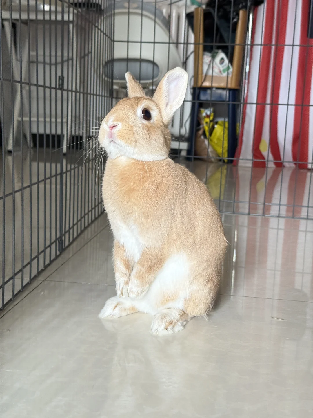 袋鼠寄养