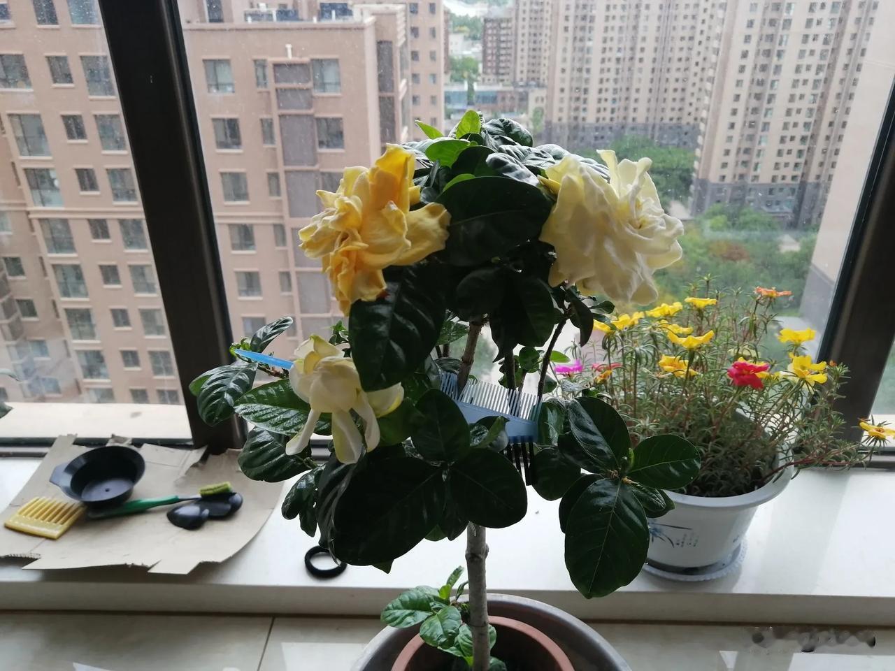 ​真正的人才，不该被制度榨干。
​更不该用一条命，换来“可怜”金钱。