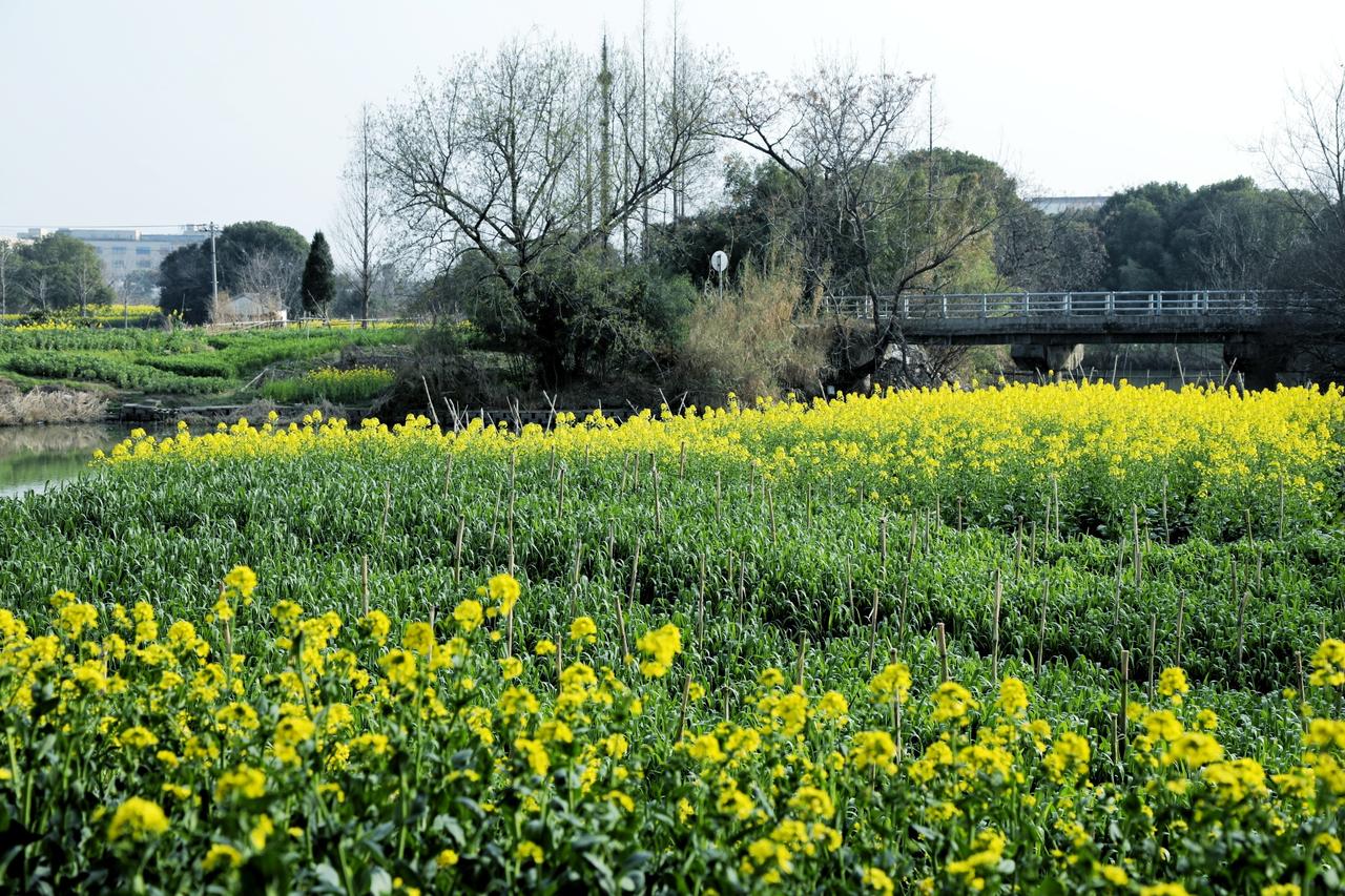 这个女神节，恰是浙江湖州德清油菜花开时节。
它们几乎总是成群结队挨挨挤挤地铺满在