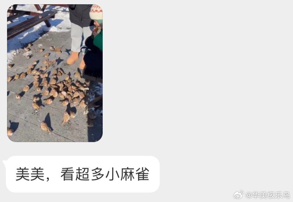 麻雀开会  一只比一只胖！ ​​​