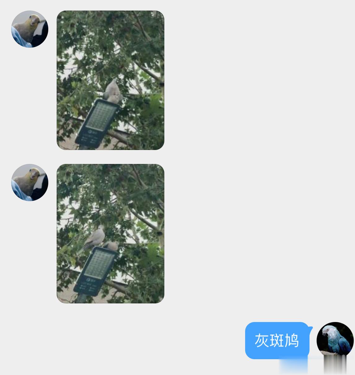 #鸟粉投稿#  窗外的灰斑鸠在路灯上面…🙊 ​​​