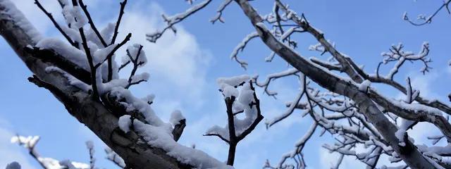 怎么回事山东下这么大的雪，现在不是春天吗。看新闻下的都有387个大明湖这么多了，